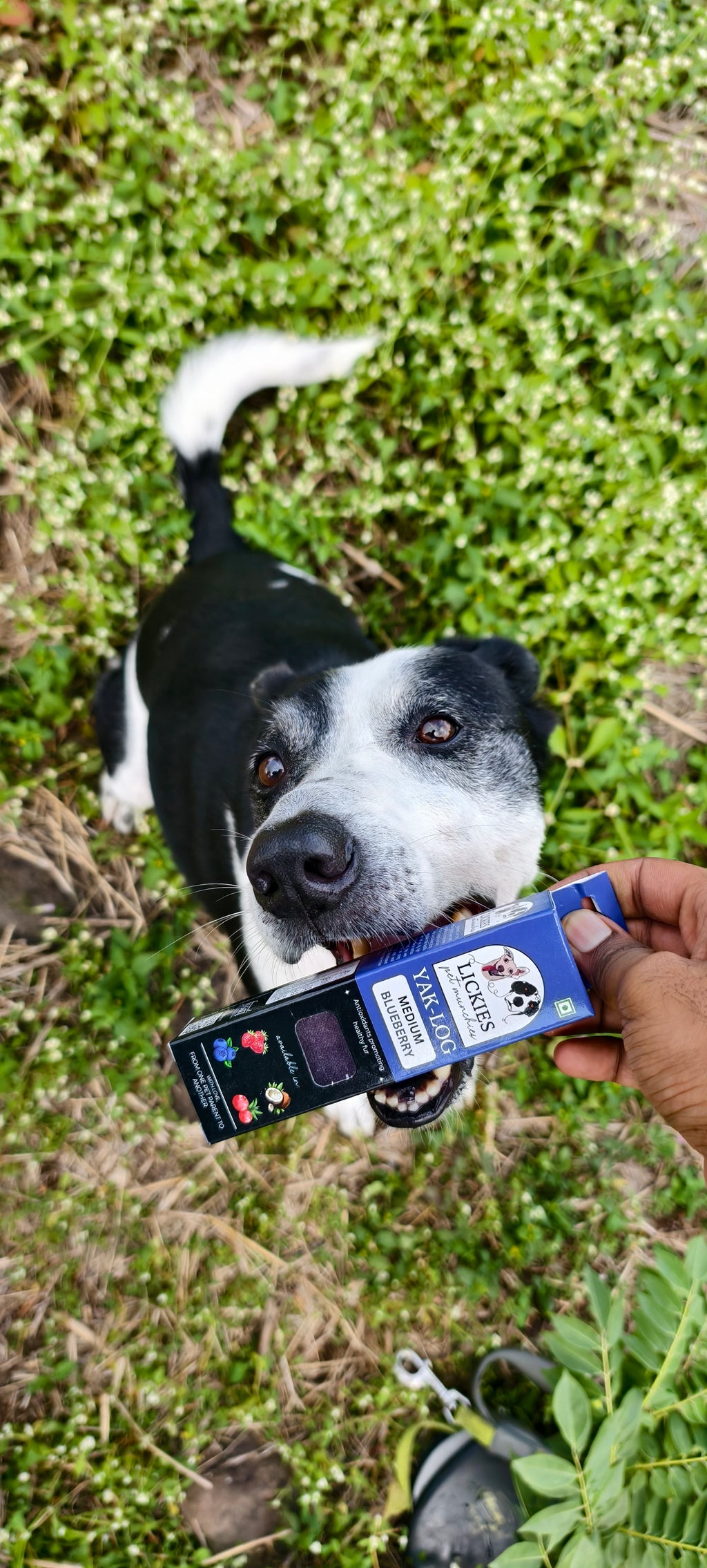 YAKLOG | Blueberry Flavor