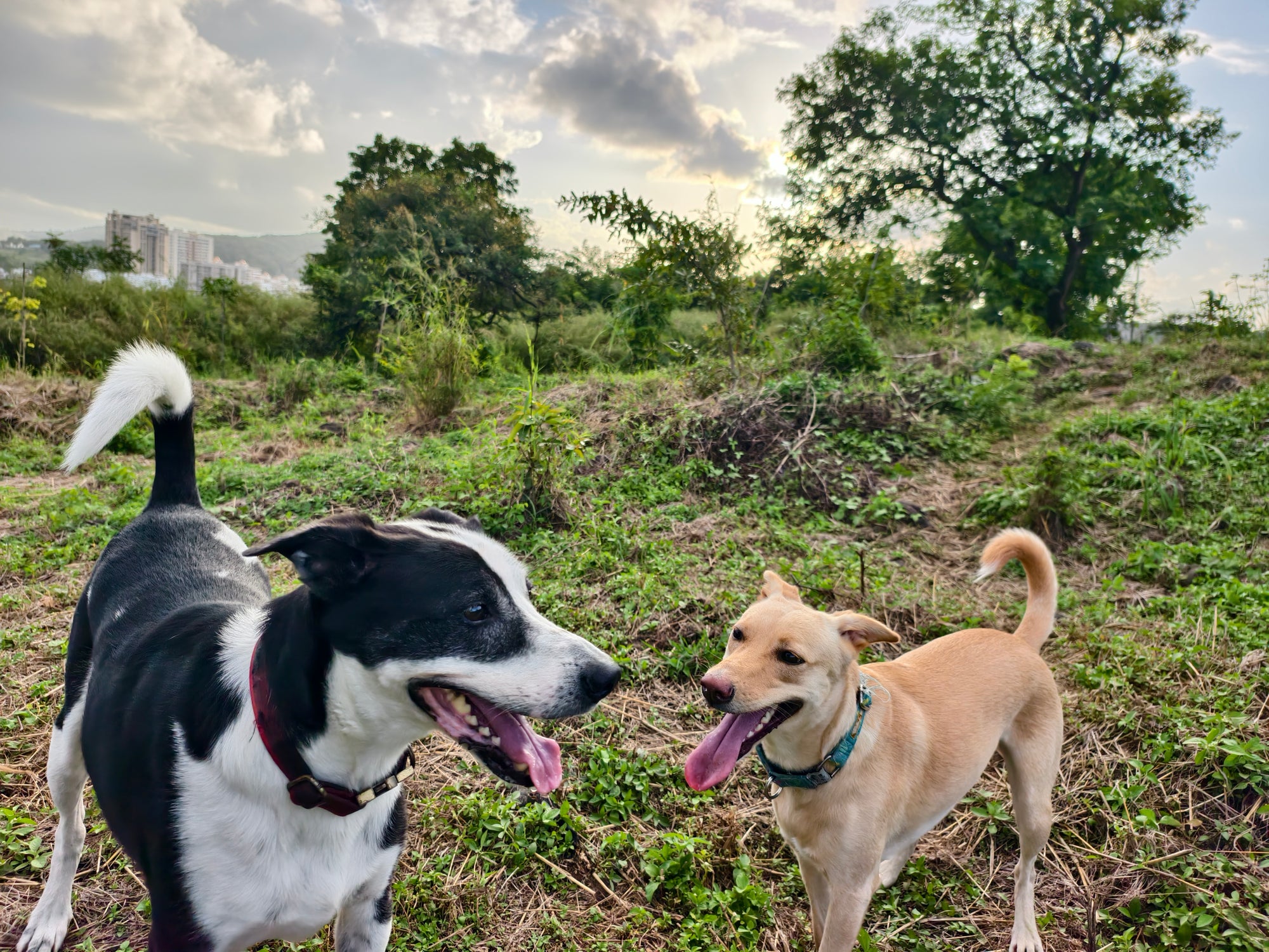 Two dogs, one black and white and one brown, standing on a grassy hill with trees and buildings in the background.