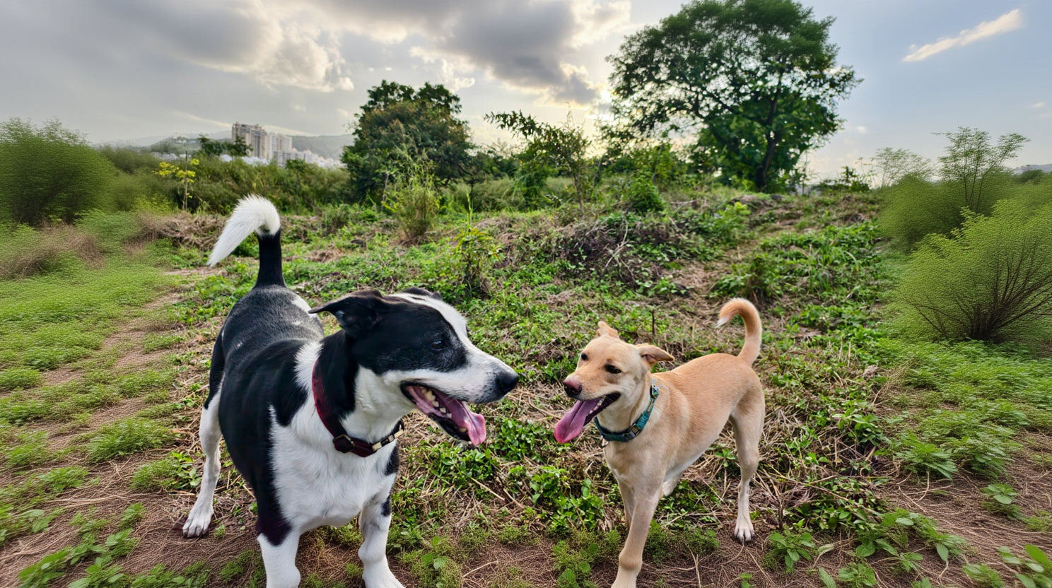 Two dogs, one black and white and one brown, standing on a grassy hill with trees and buildings in the background.