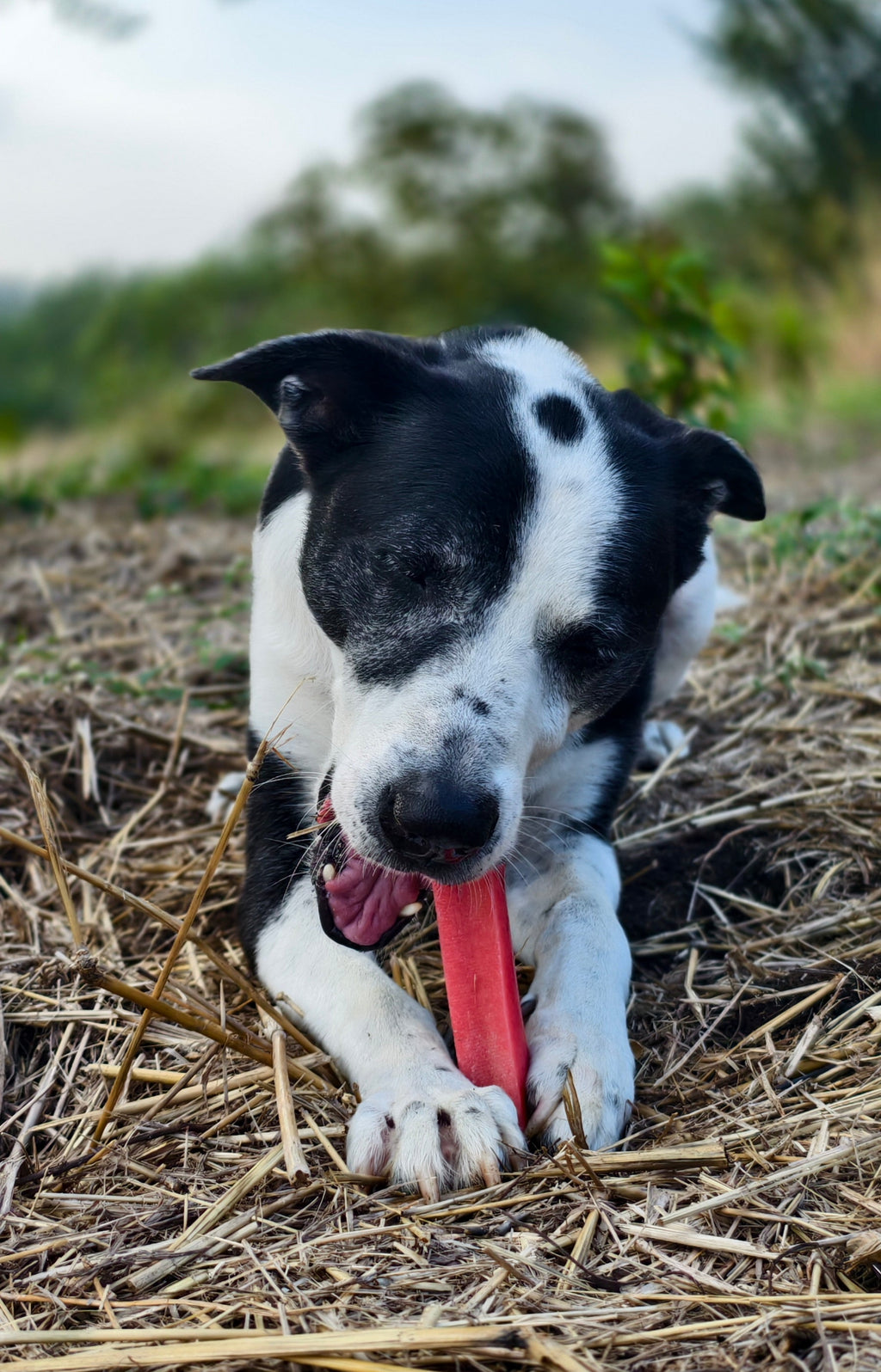 Black and white dog with a red milk cheese chew in a field