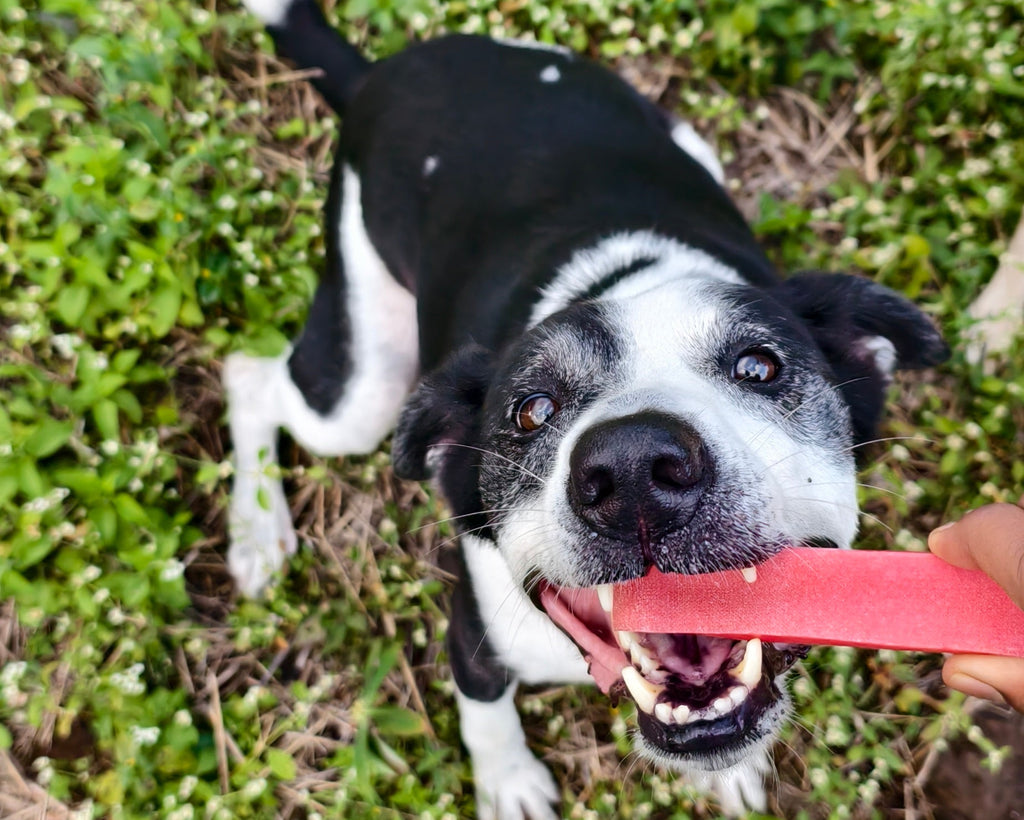 Black and White Dog chewing a red chew treat on grass
