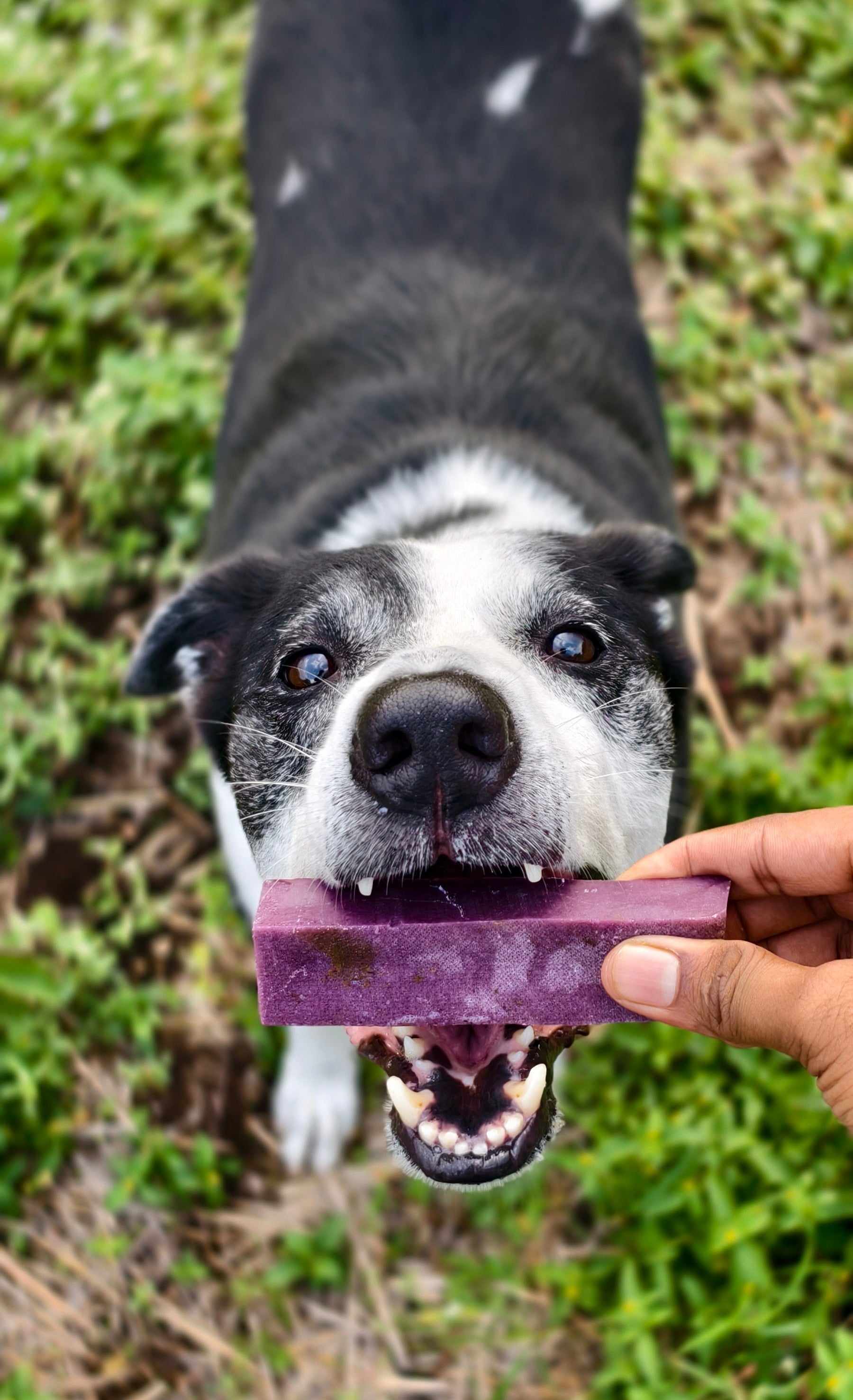 Dog holding a purple YAKLOG cheese chew in its mouth outdoors
