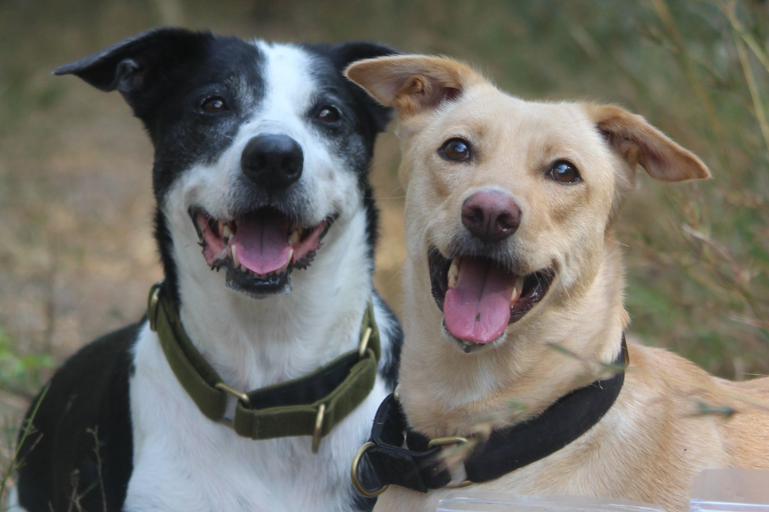 Two dogs sitting in a natural setting.