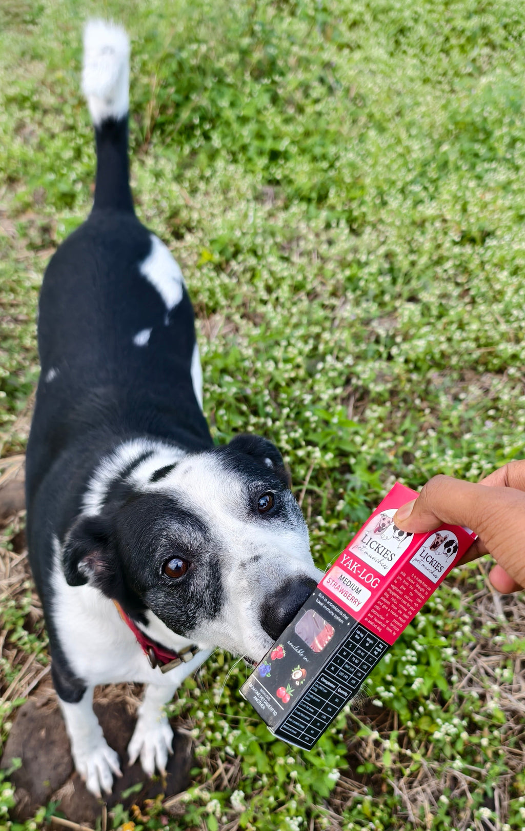 Black and white dog with a red and black device in a grassy area