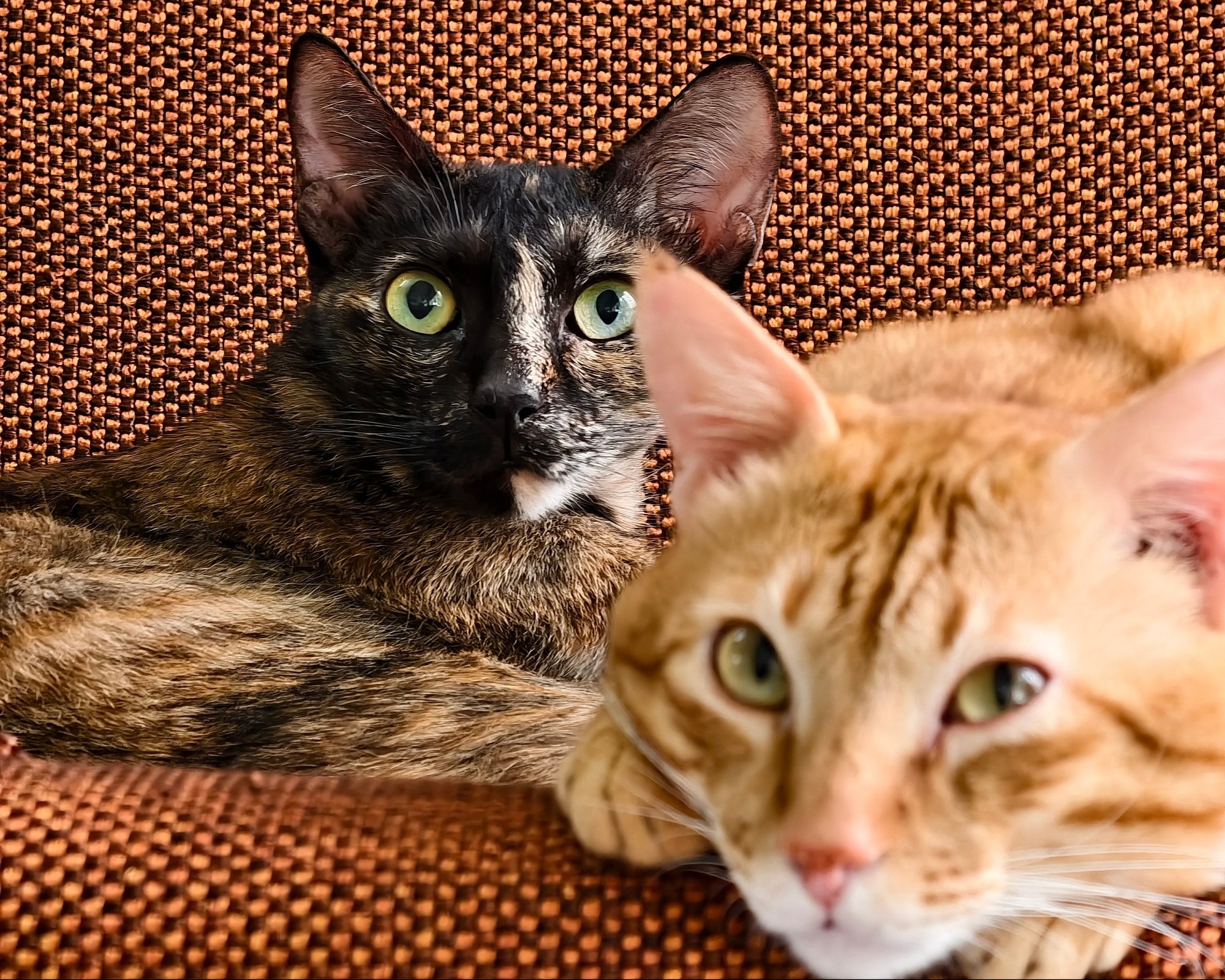 Two cats, one black and brown and one orange tabby, sitting on a brown textured surface.
