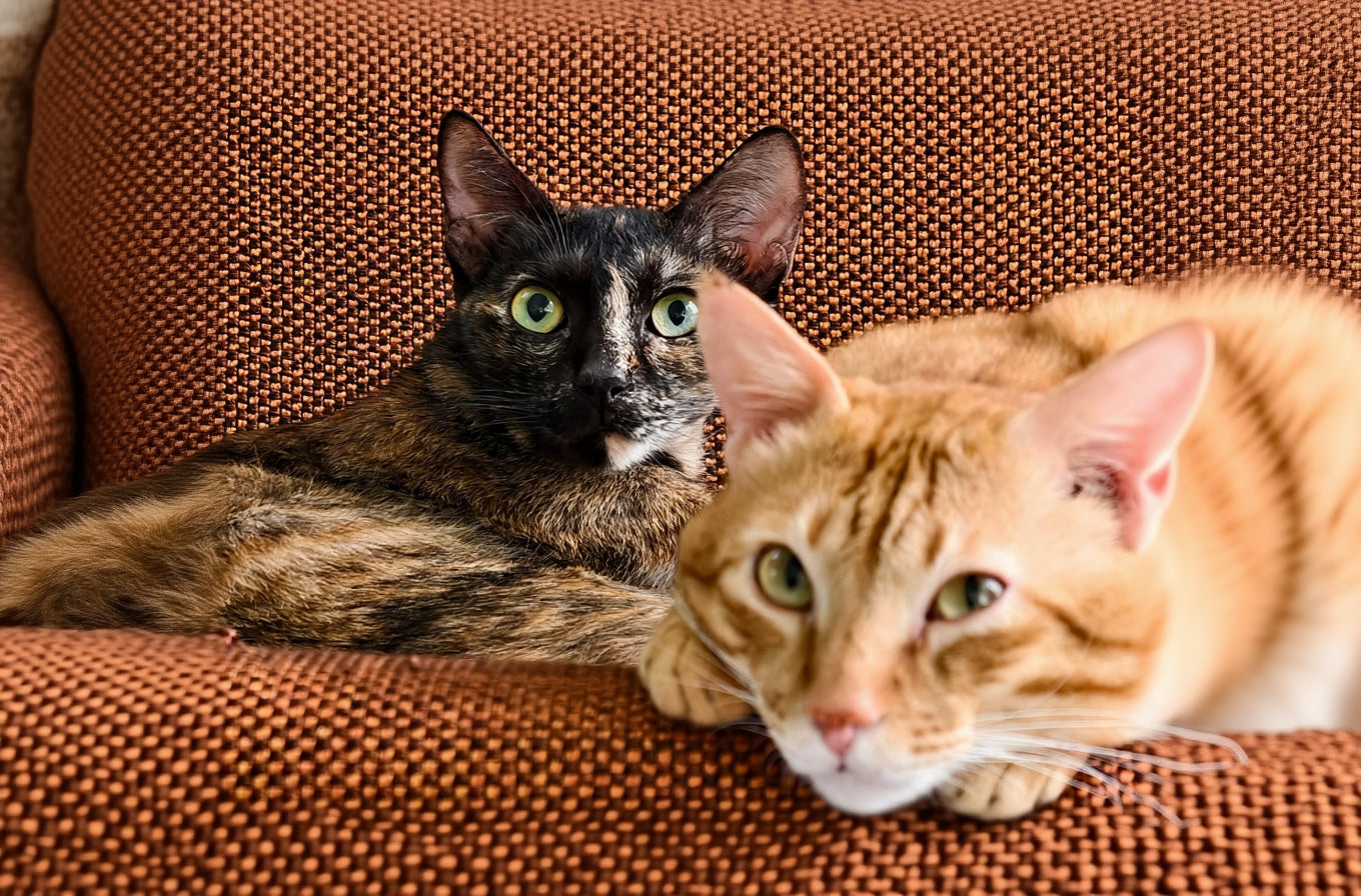Two cats, one black and brown and one orange tabby, sitting on a brown textured surface.