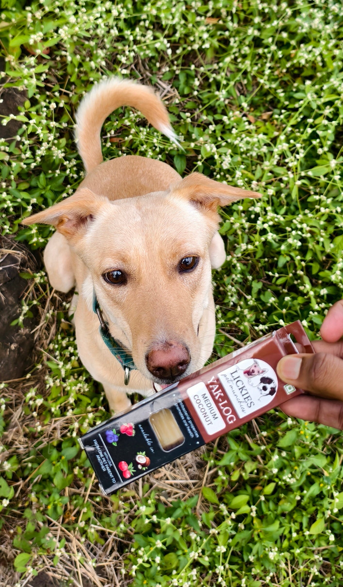 Dog looking at a product held by a person in a grassy area