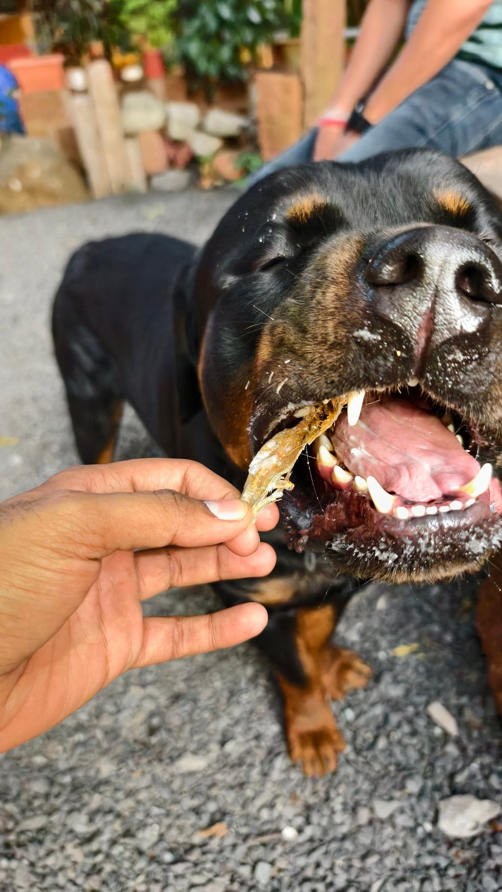 Anchovies Jerky | Dehydrated Anchovy fish - Lickies Pet Munchies