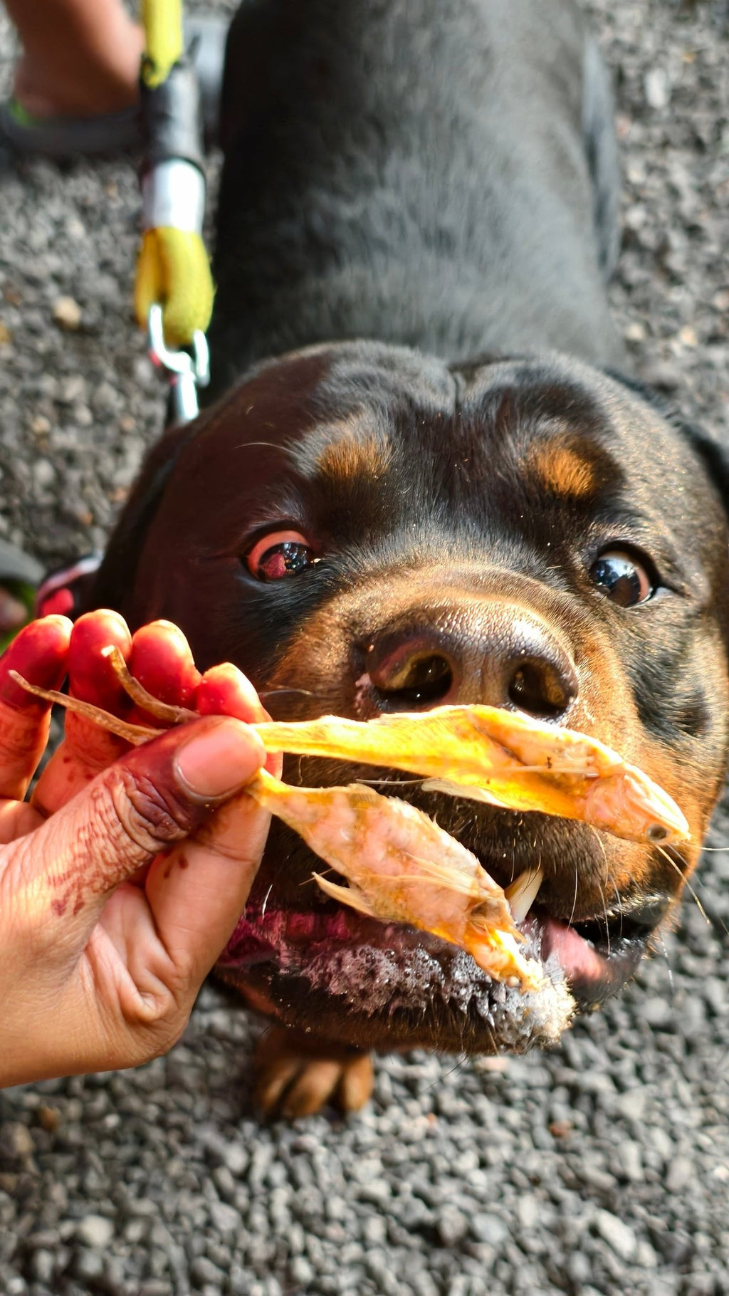Anchovies Jerky | Dehydrated Anchovy fish - Lickies Pet Munchies