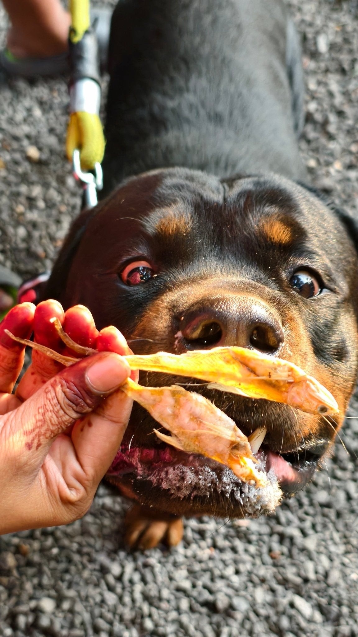 Anchovies Jerky | Dehydrated Anchovy fish - Lickies Pet Munchies