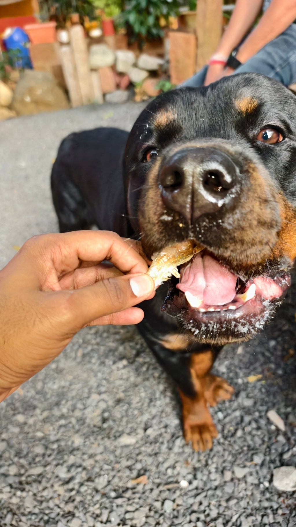 Anchovies Jerky | Dehydrated Anchovy fish - Lickies Pet Munchies