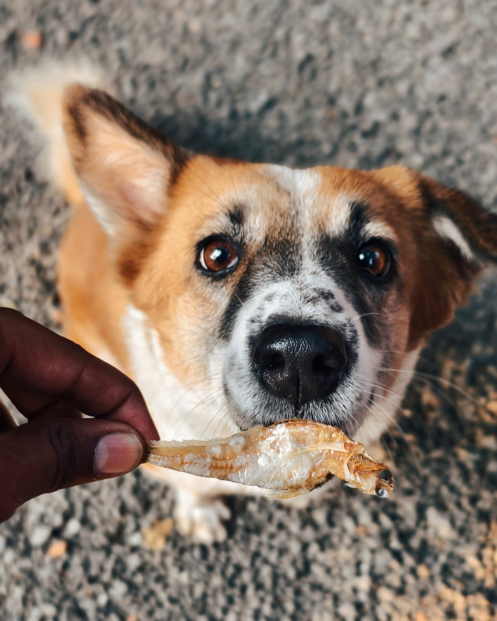 Anchovies Jerky | Dehydrated Anchovy fish - Lickies Pet Munchies