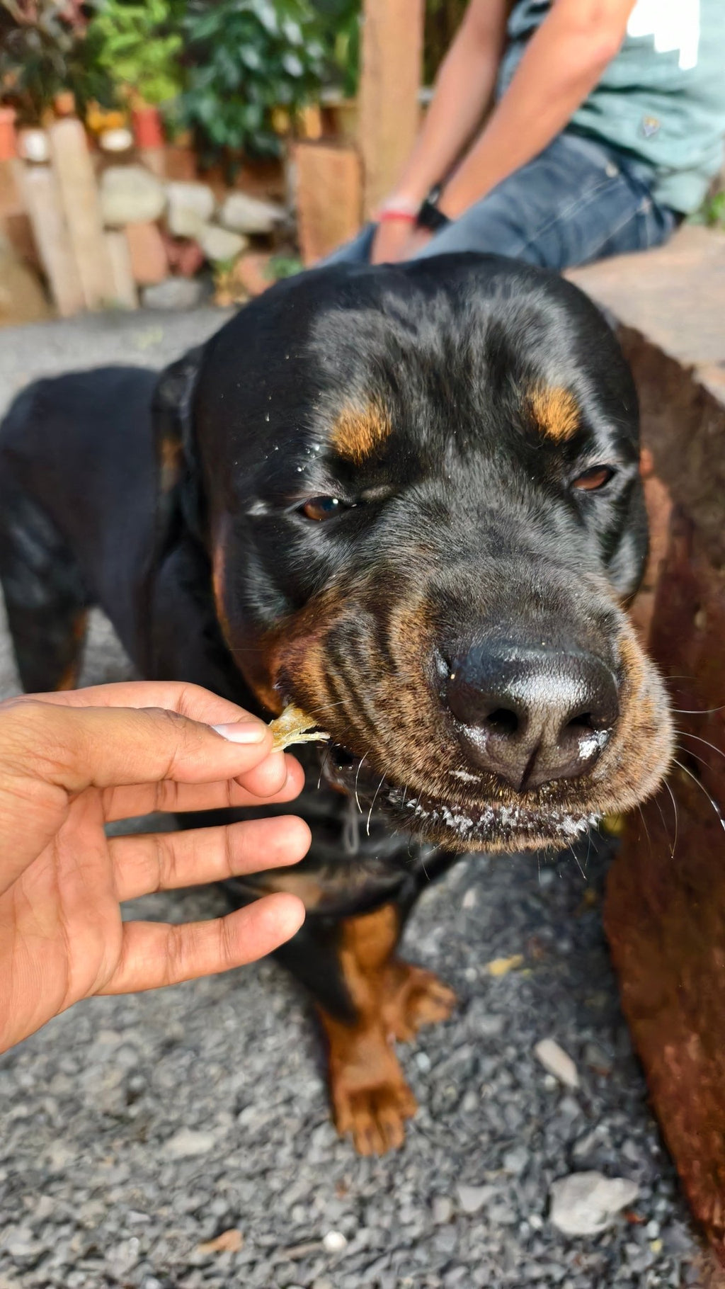 Anchovies Jerky | Dehydrated Anchovy fish - Lickies Pet Munchies