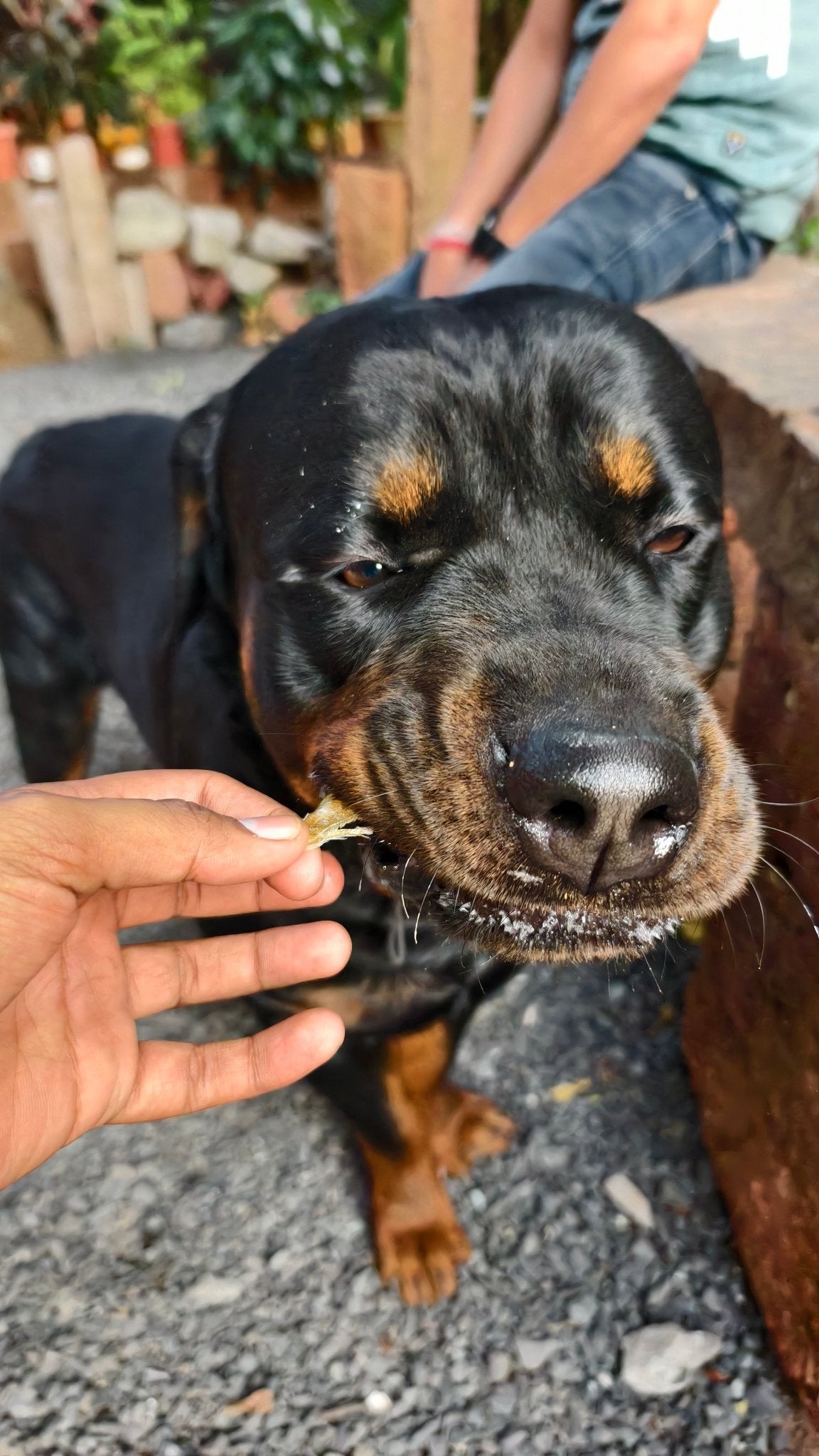 Anchovies Jerky | Dehydrated Anchovy fish - Lickies Pet Munchies