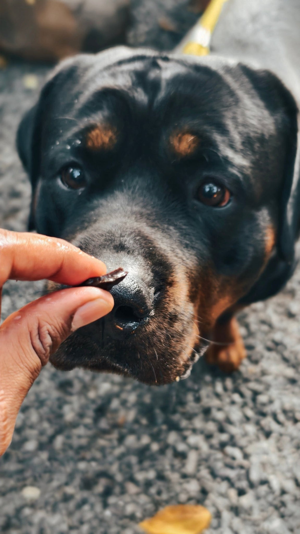 Chicken Liver Jerky | 100% Natural Dehydrated chicken liver - Lickies Pet Munchies