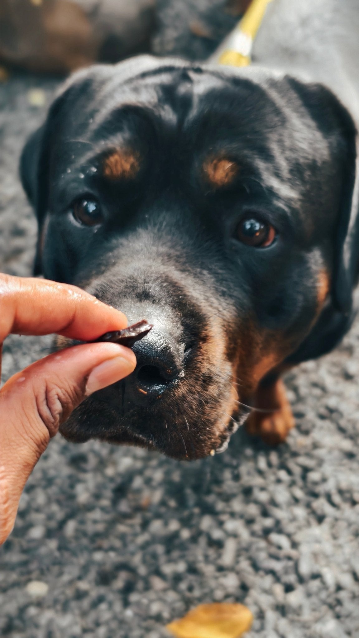 Chicken Liver Jerky | 100% Natural Dehydrated chicken liver - Lickies Pet Munchies