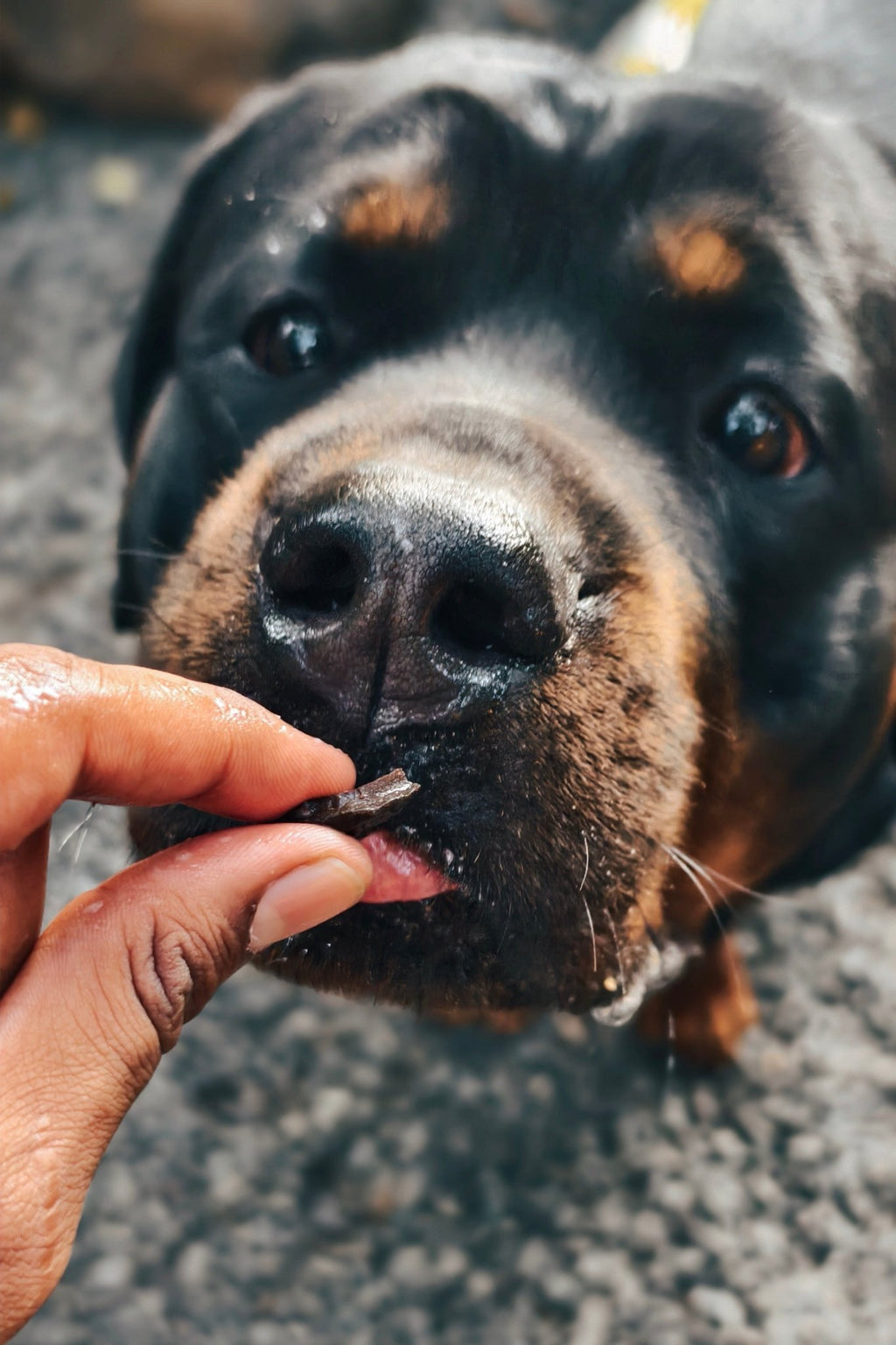Chicken Liver Jerky | 100% Natural Dehydrated chicken liver - Lickies Pet Munchies