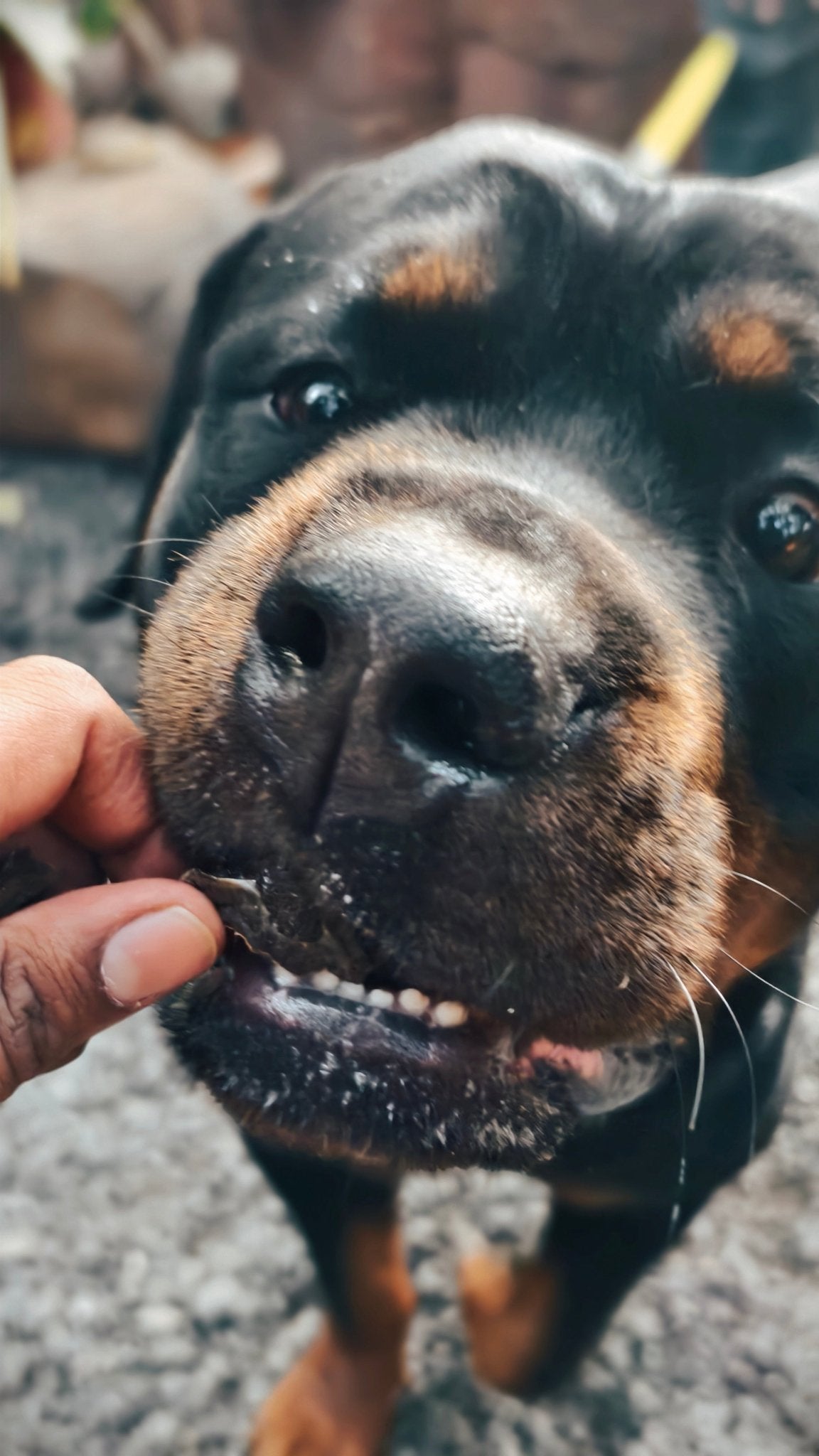 Chicken Liver Jerky | 100% Natural Dehydrated chicken liver - Lickies Pet Munchies