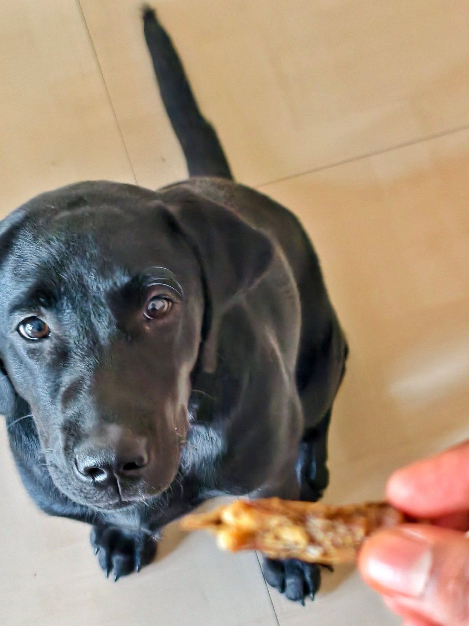 Chicken Neck Jerky | 100% Natural Dehydrated chicken neck - Lickies Pet Munchies