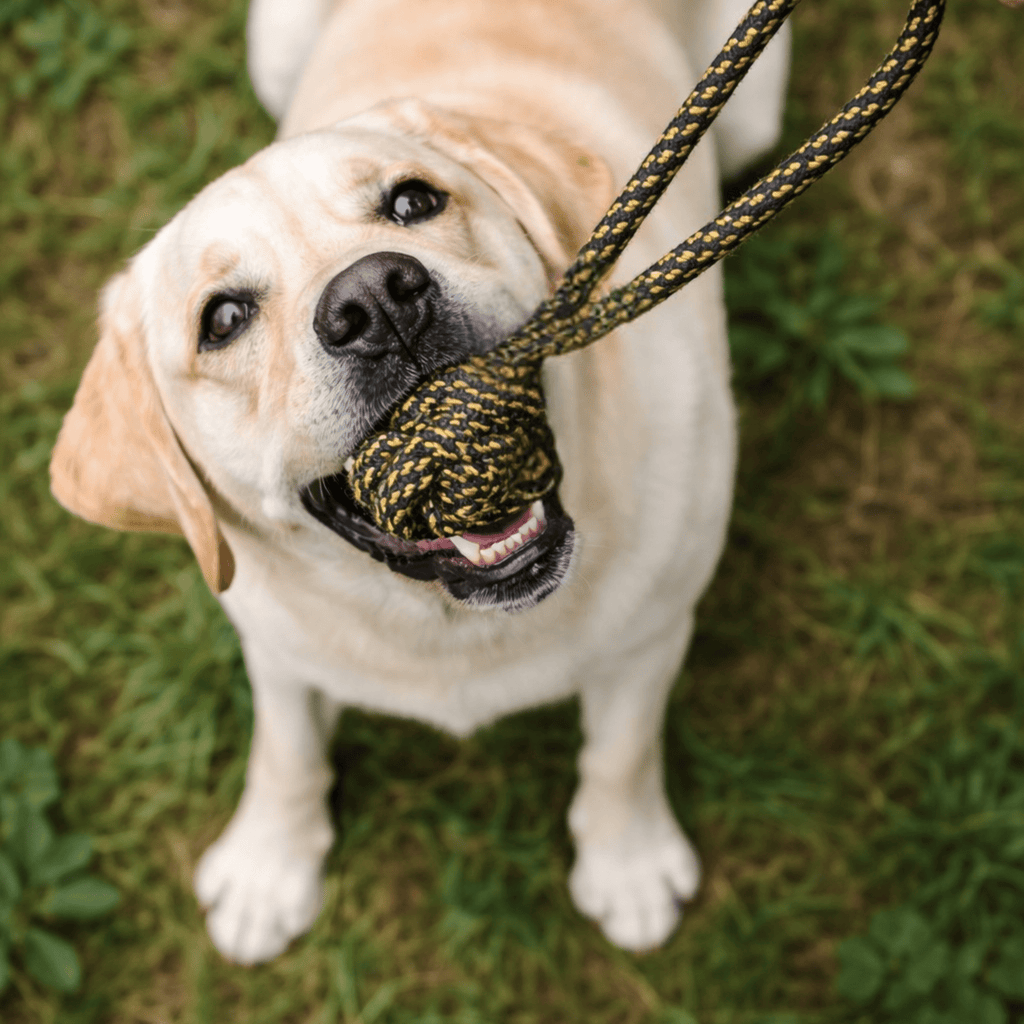 Monkey fist Rope Tug Toy | Dog Tug Toy (colour may vary) - Lickies Pet Munchies