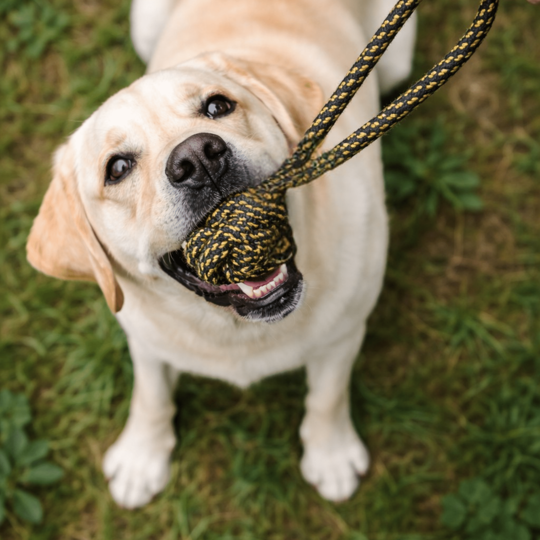 Monkey fist Rope Tug Toy | Dog Tug Toy (colour may vary) - Lickies Pet Munchies