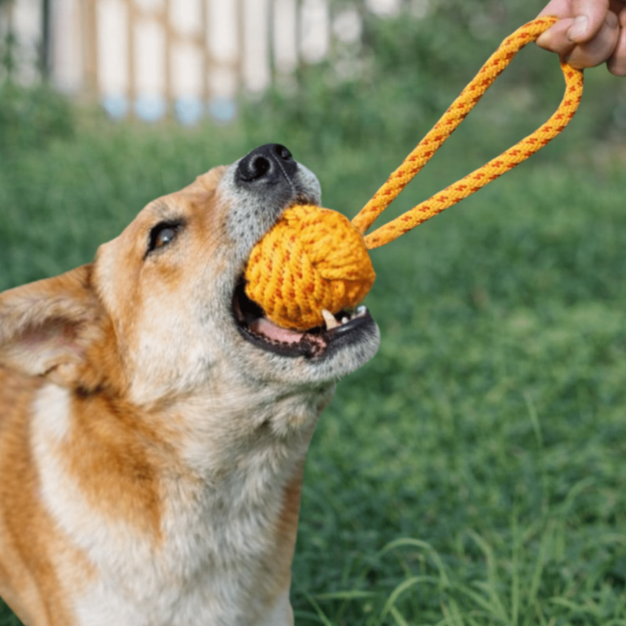Monkey fist Rope Tug Toy | Dog Tug Toy (colour may vary) - Lickies Pet Munchies