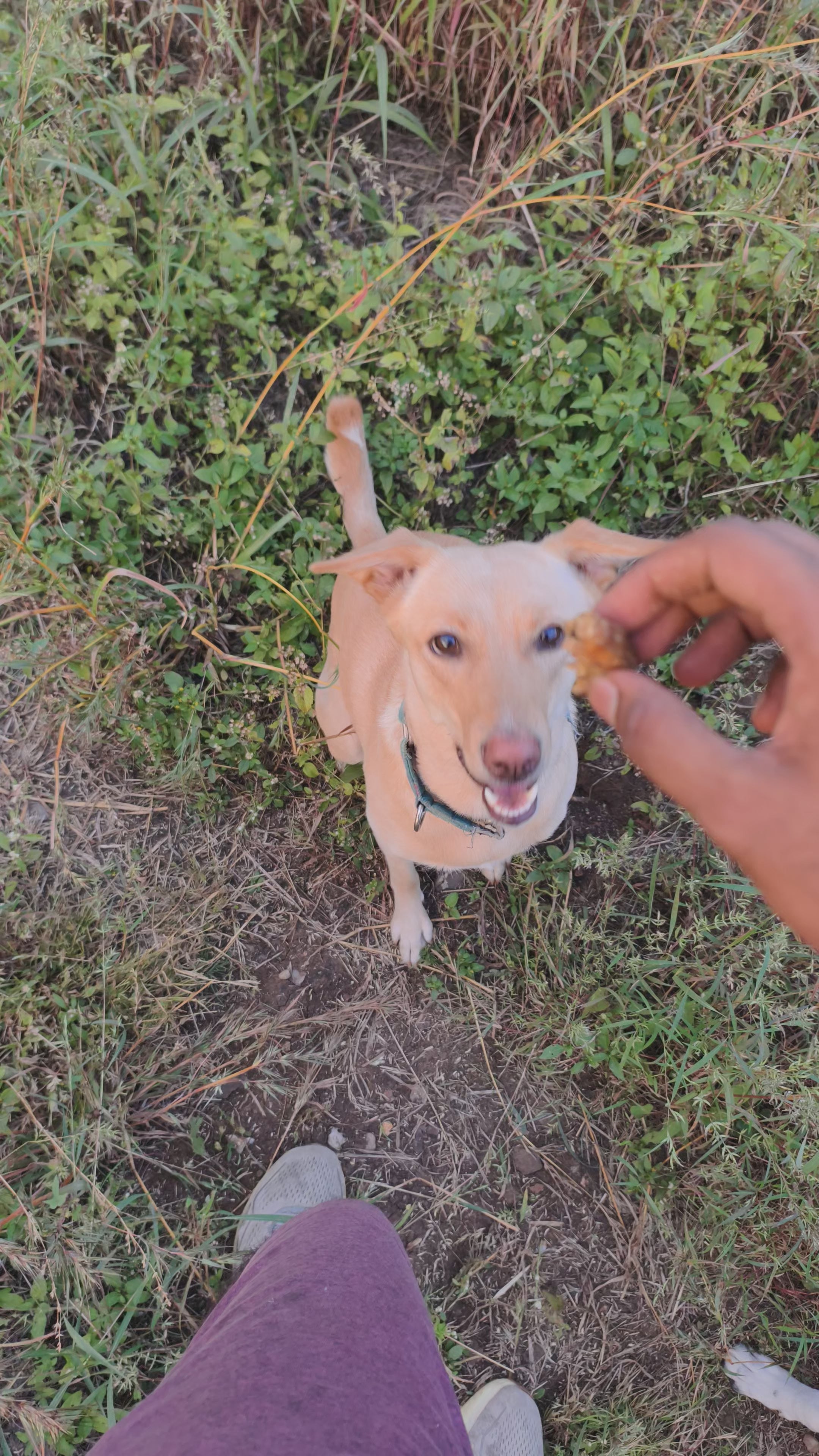 Chicken Neck Jerky: Natural Dental Chews for Dogs & Cats