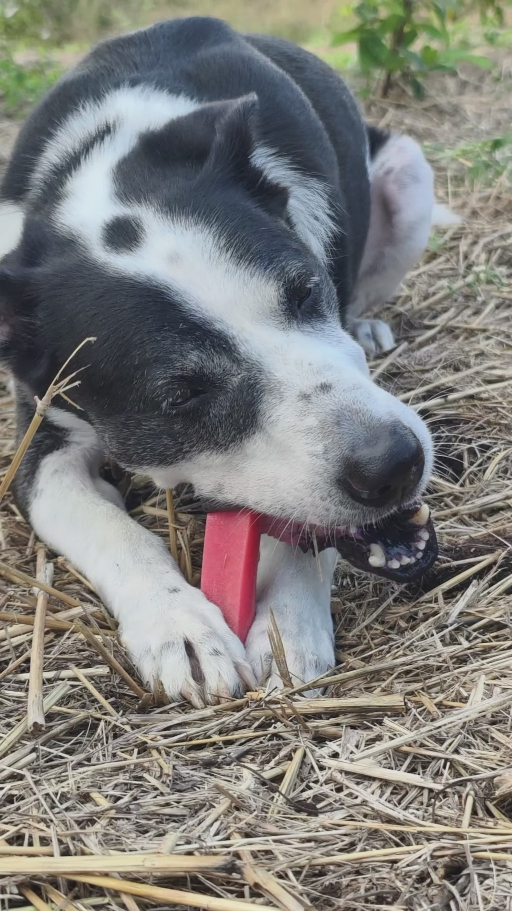 YAKLOG | Strawberry Flavor