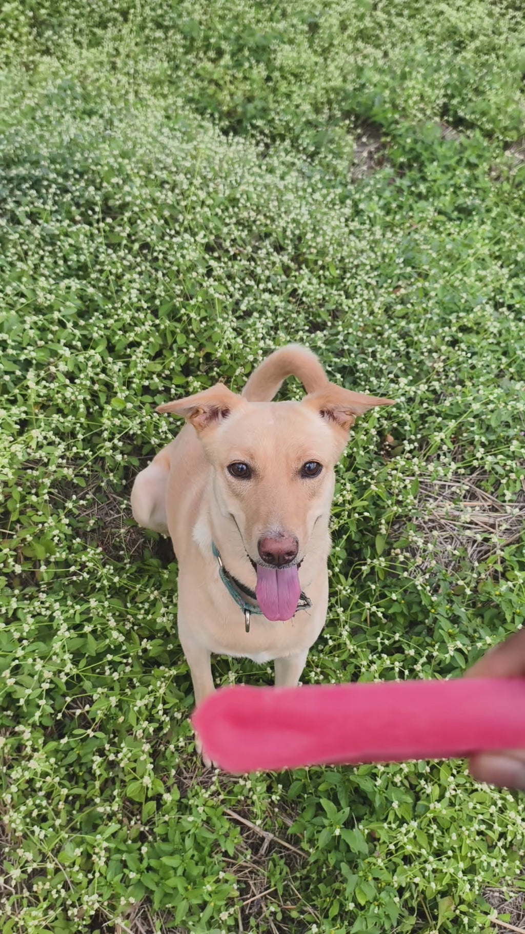 YAKLOG | Strawberry Flavor