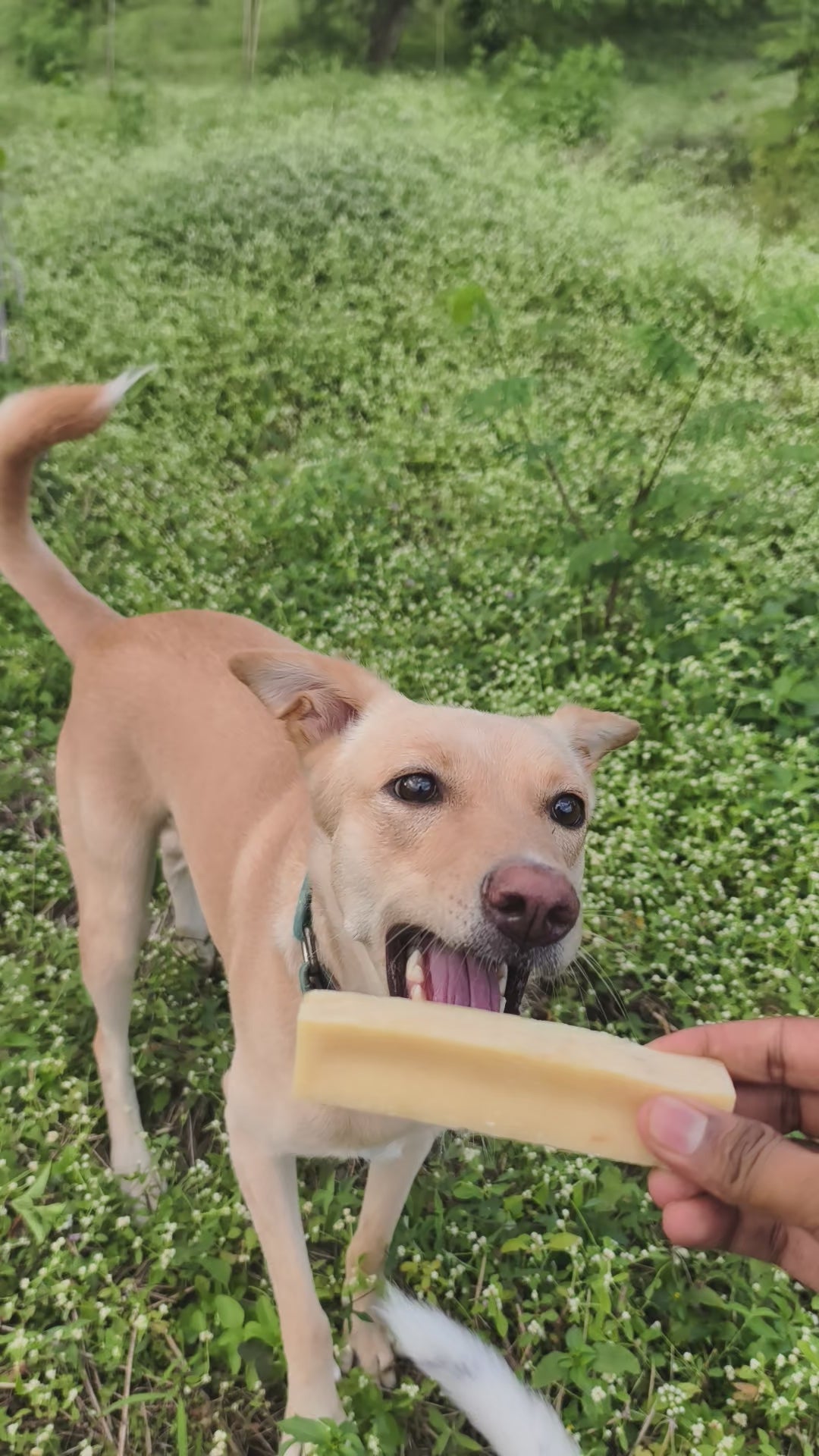 YAKLOG | Coconut Flavor