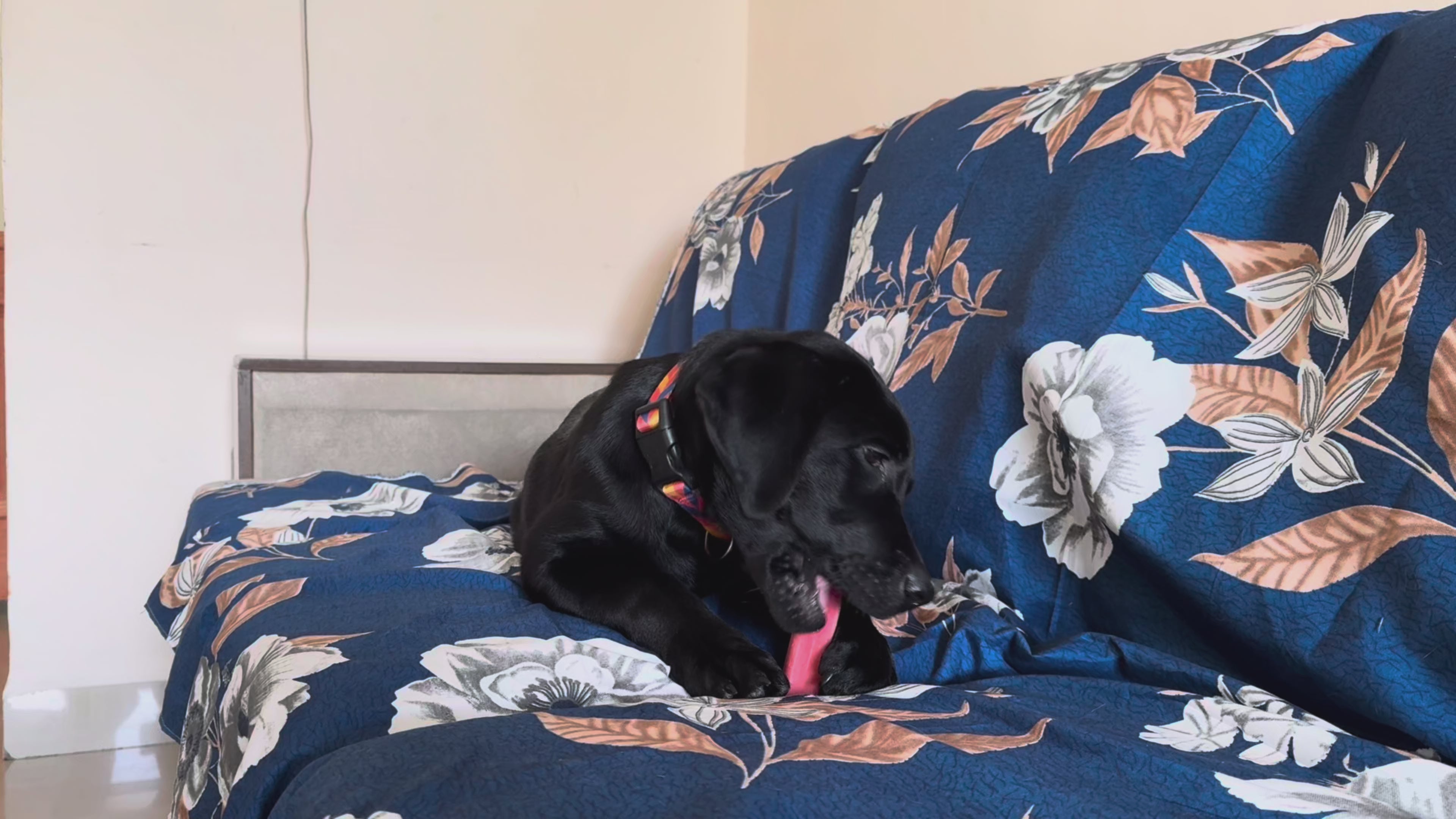 Black puppy Labrador chewing on a pinkish-red colored cheese chew aggressively
