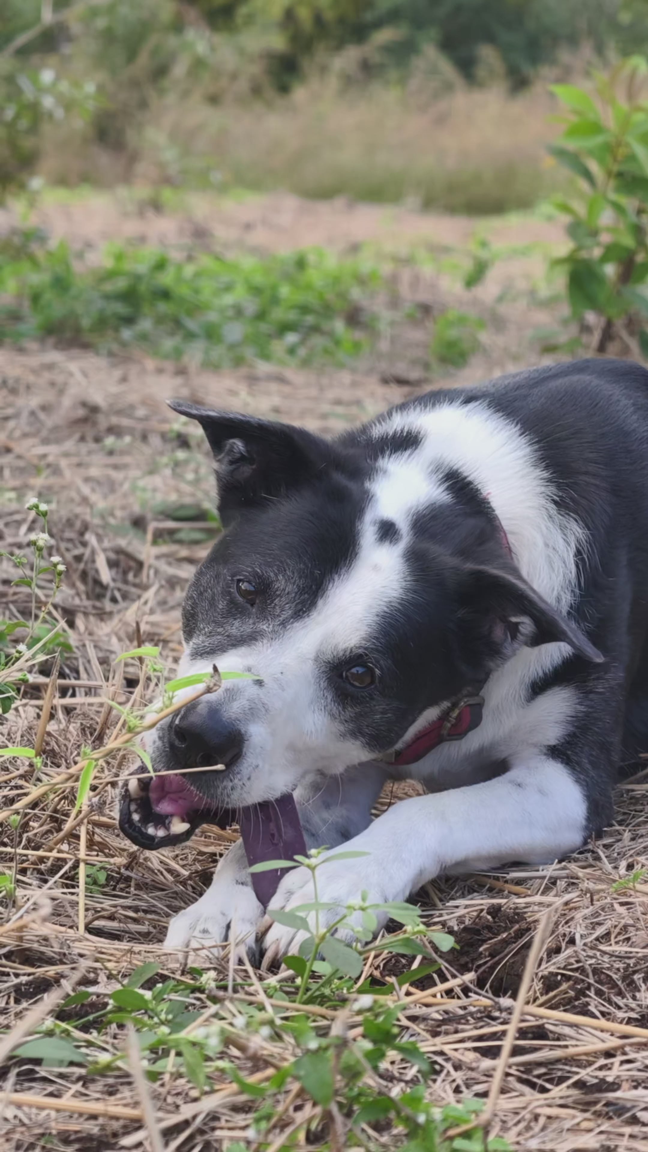 Black and White dog chewing on a purple-blue cheese chew