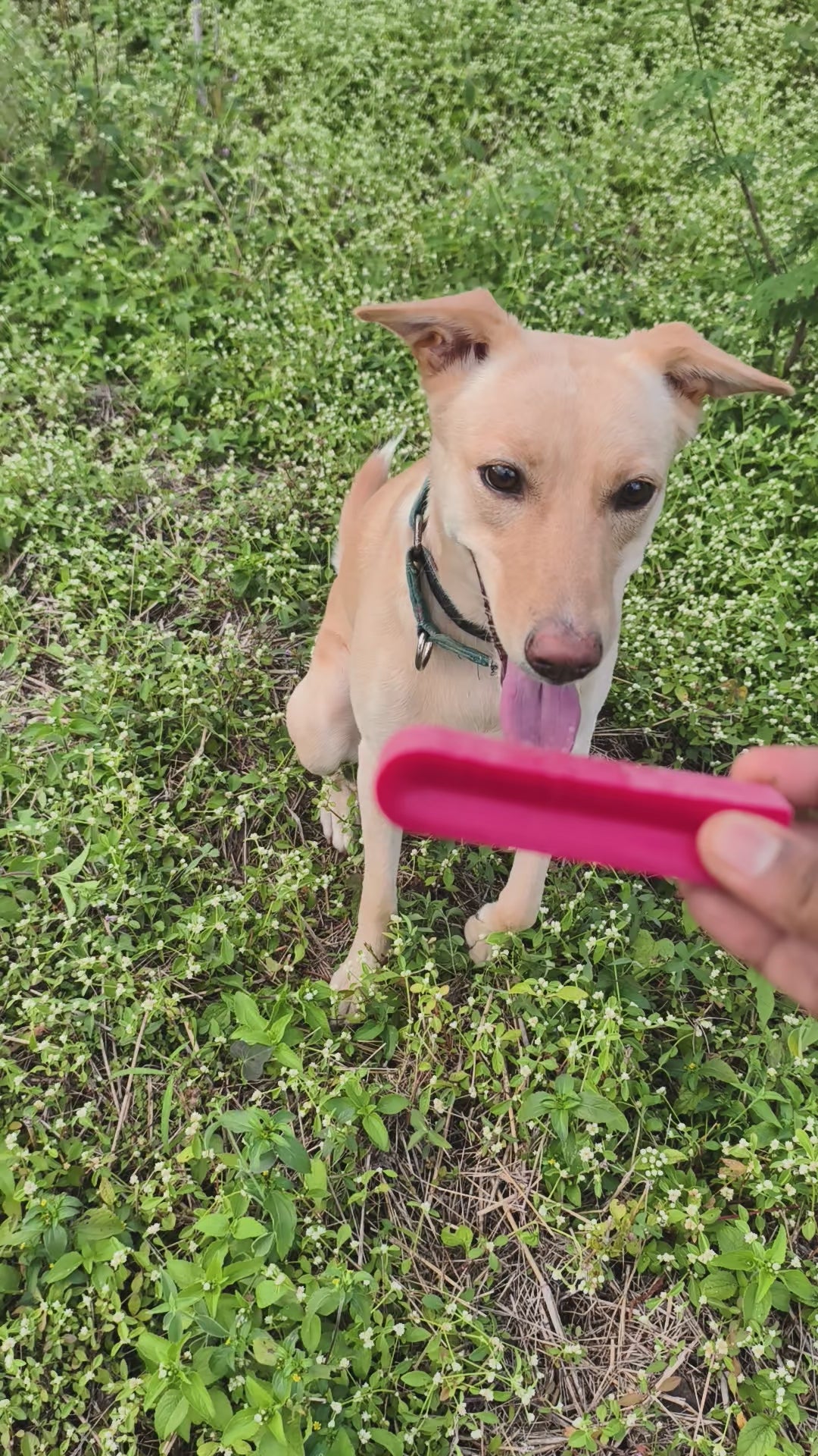 YAKLOG | Cranberry Flavor