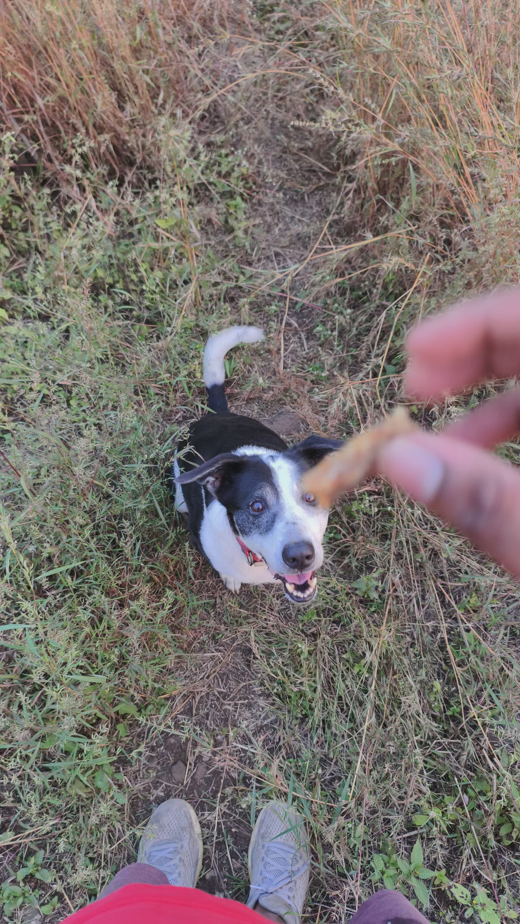 Chicken Neck Jerky: Natural Dental Chews for Dogs & Cats