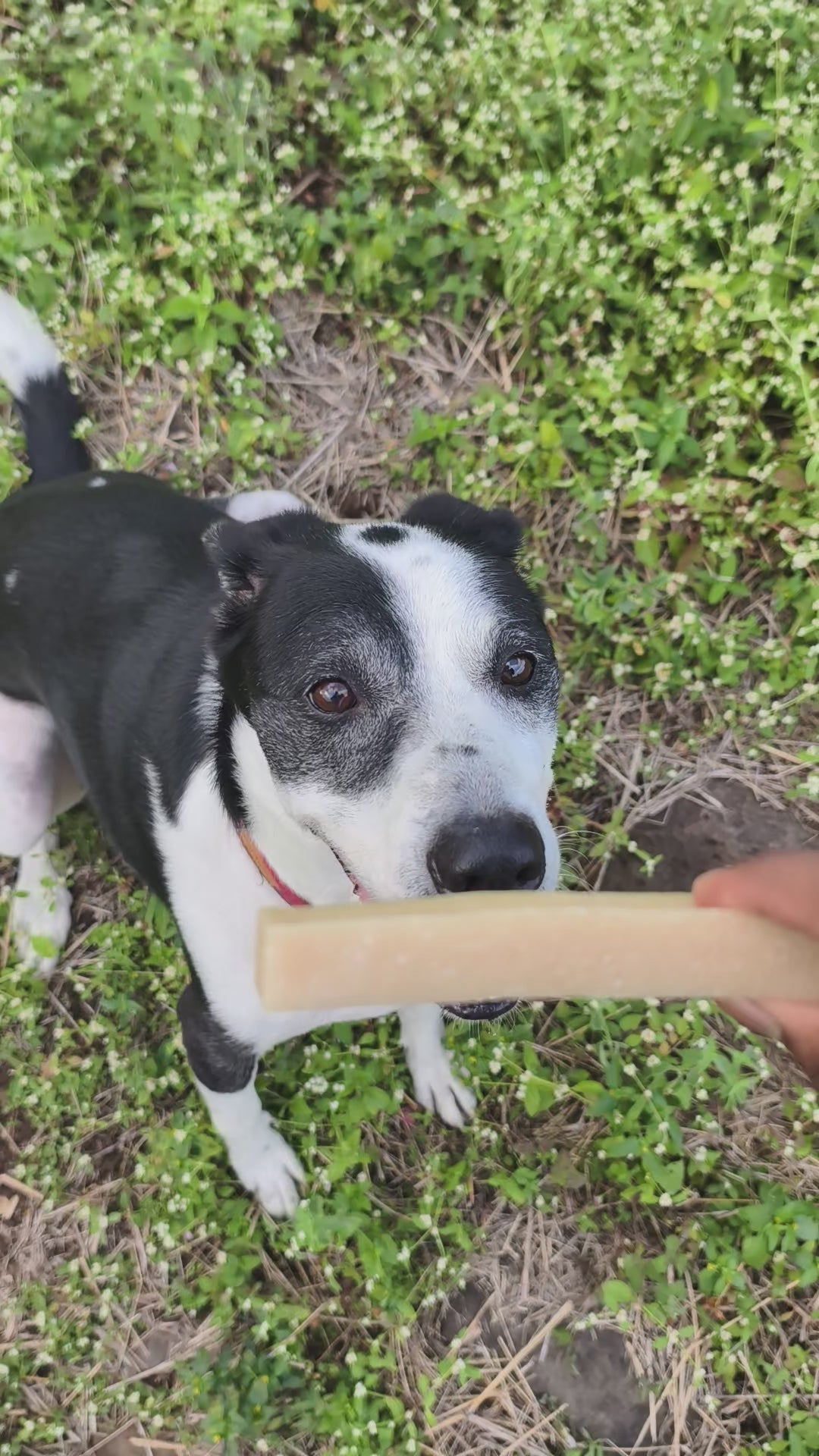 YAKLOG | Coconut Flavor