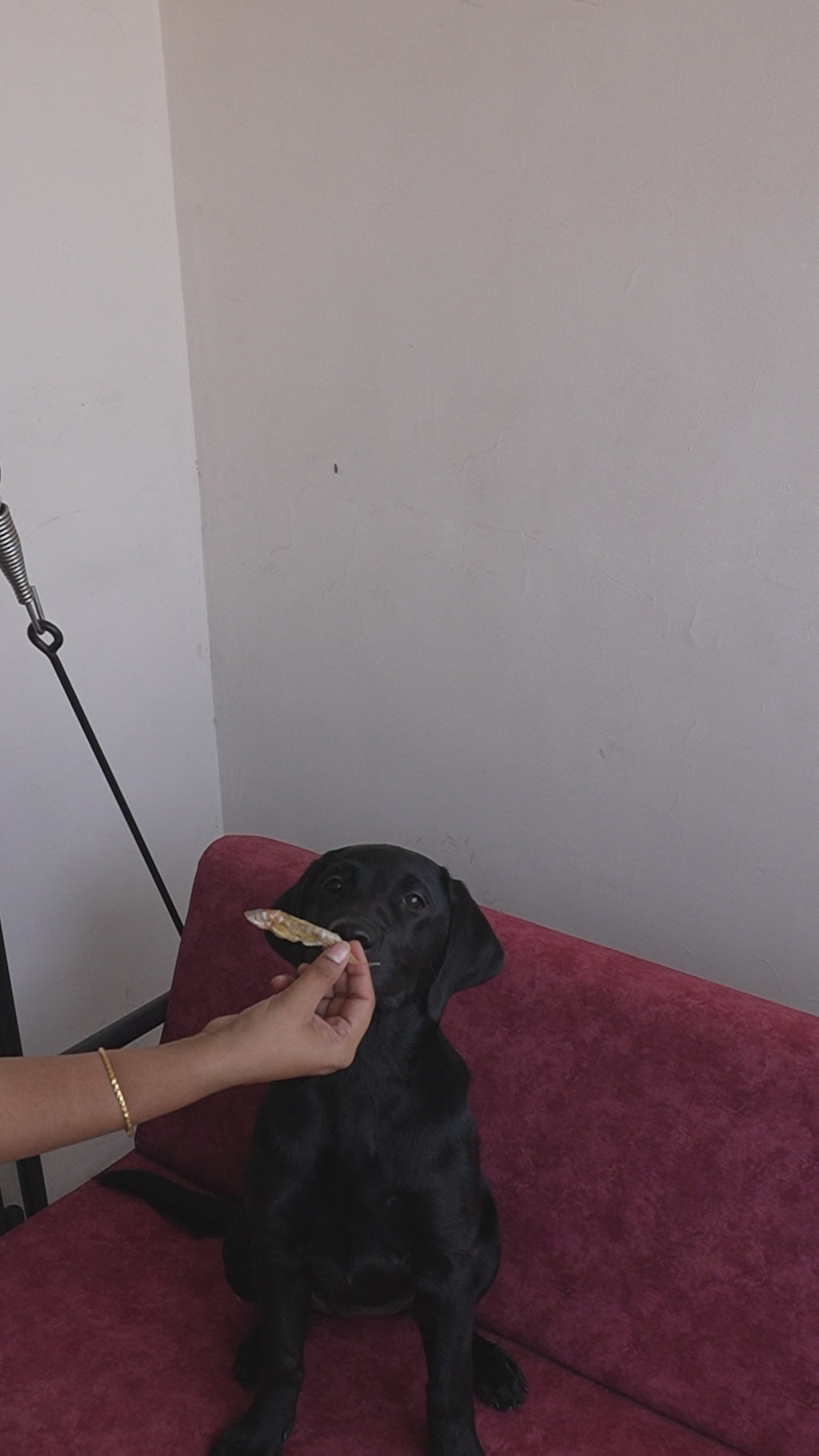 Anchovies Jerky | Dehydrated Anchovy fish