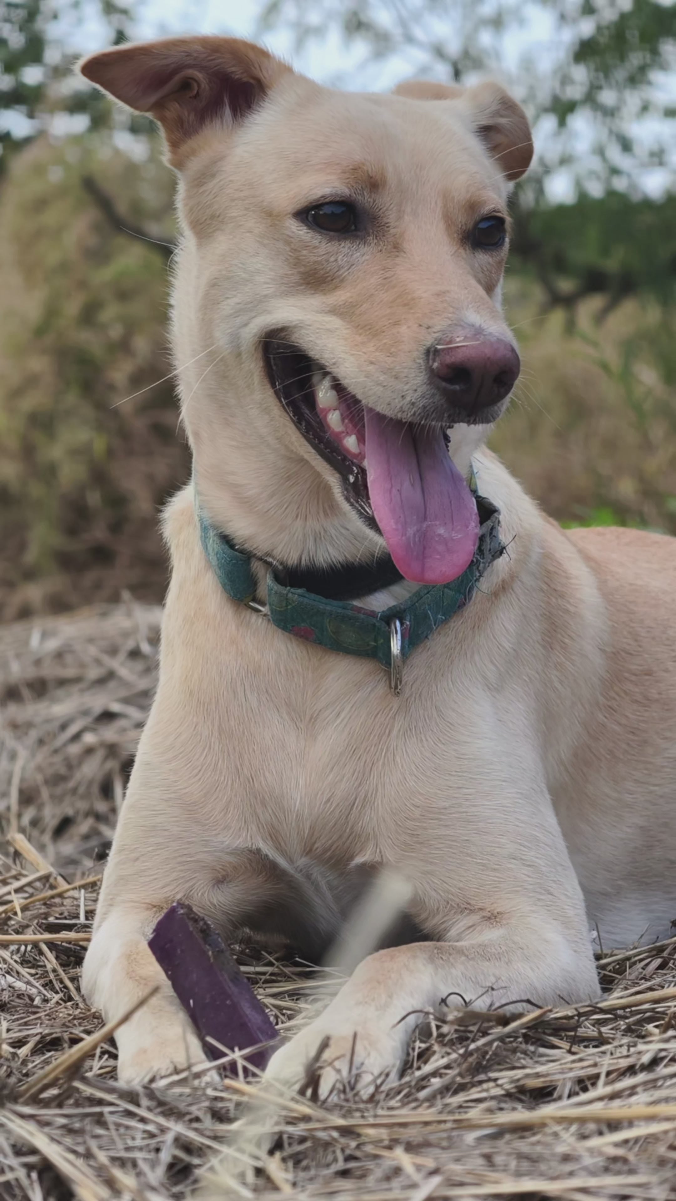 YAKLOG | Blueberry Flavor