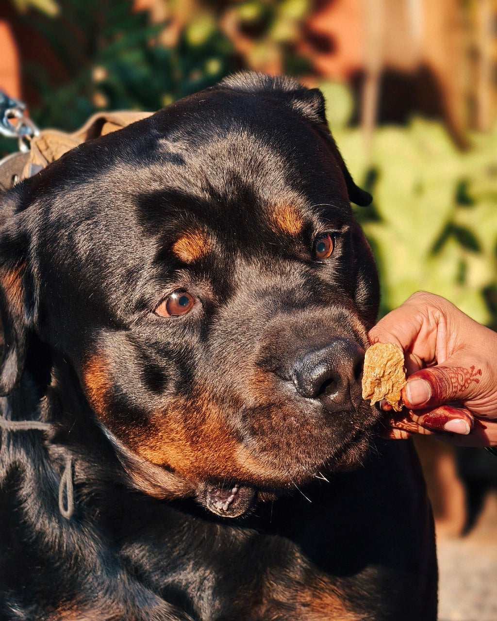 Tender Chicken Jerky | 100% Natural Dehydrated chicken muscle - Lickies Pet Munchies