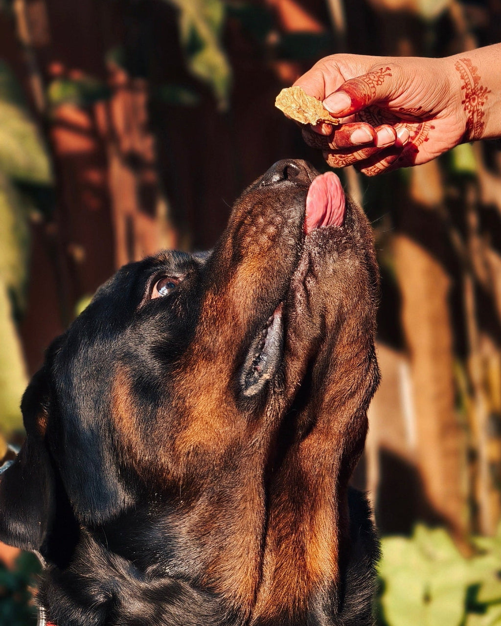 Tender Chicken Jerky | 100% Natural Dehydrated chicken muscle - Lickies Pet Munchies