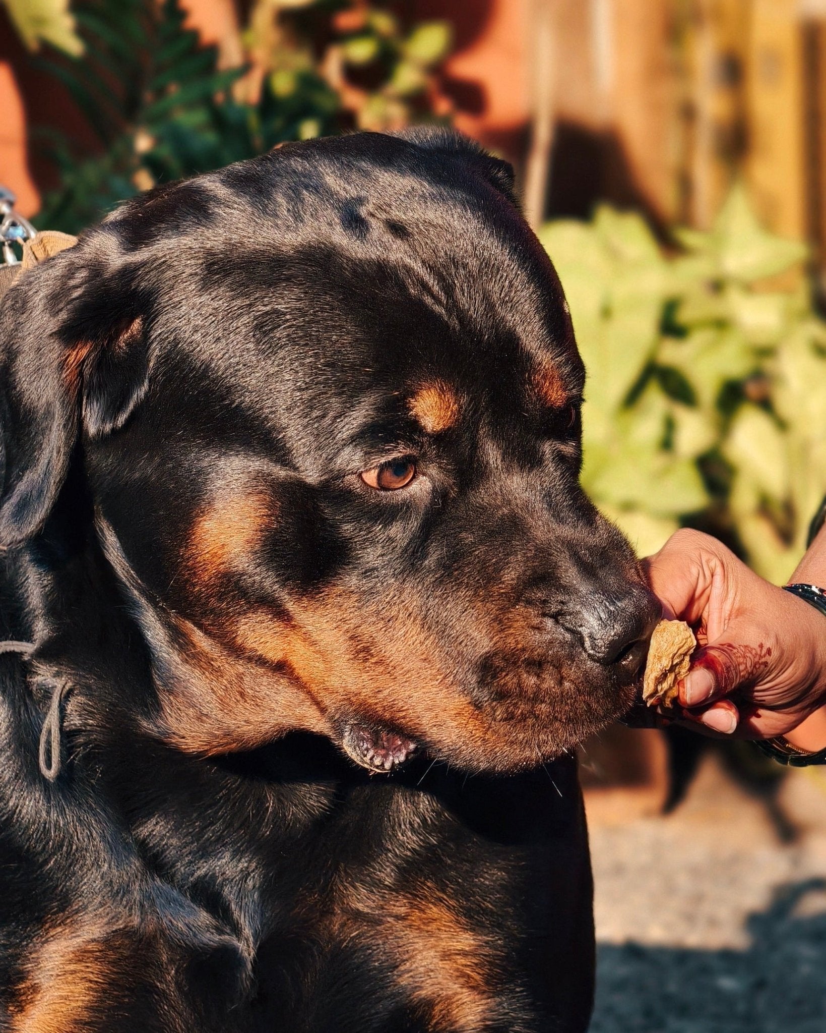 Tender Chicken Jerky | 100% Natural Dehydrated chicken muscle - Lickies Pet Munchies