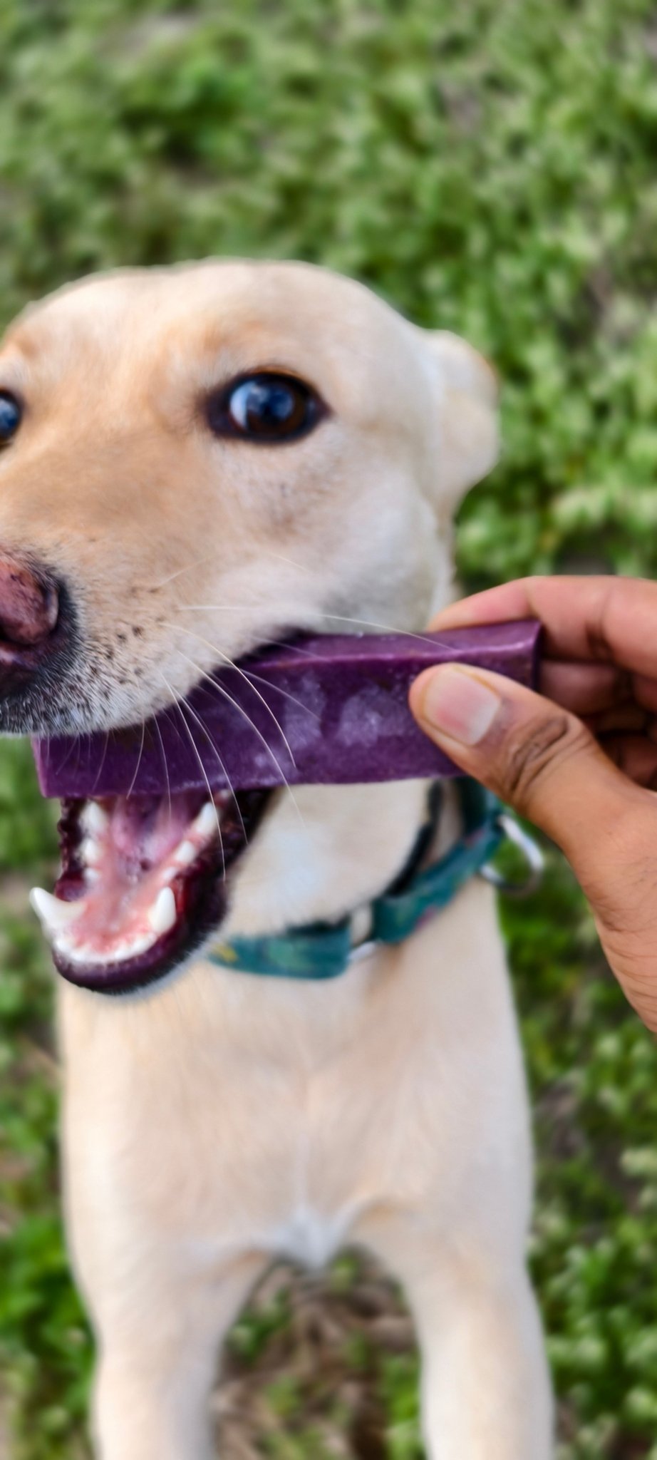 YAKLOG | Blueberry Flavor - Lickies Pet Munchies