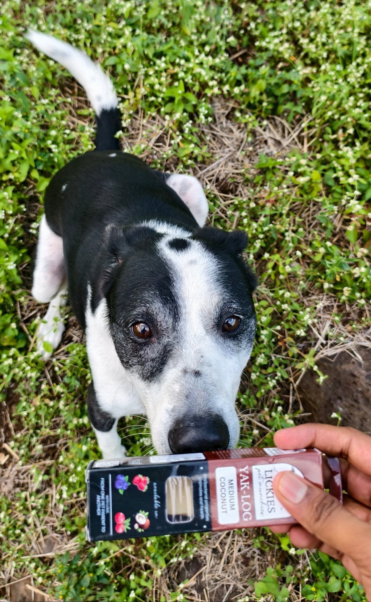 YAKLOG | Coconut Flavor - Lickies Pet Munchies