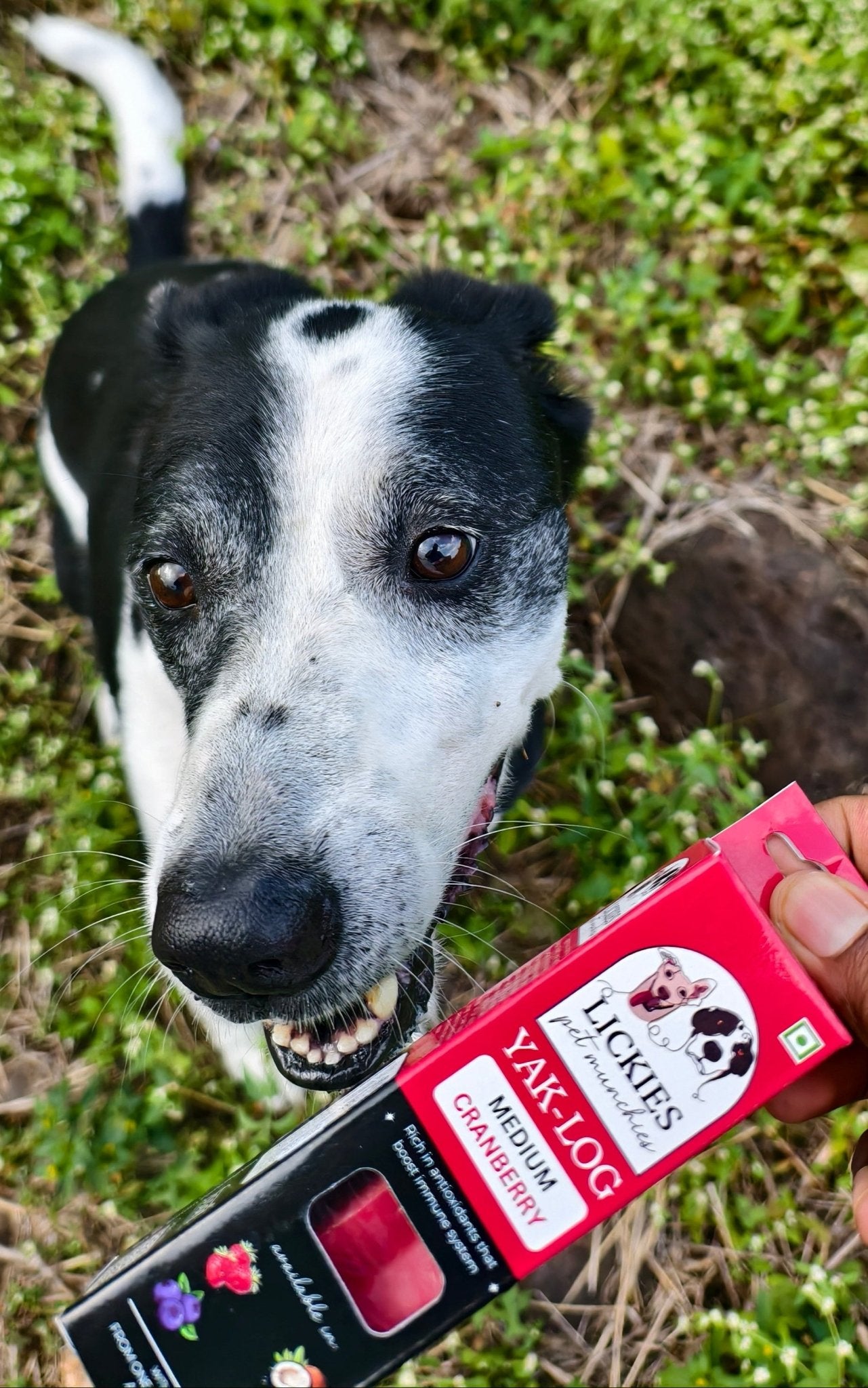 YAKLOG | Cranberry Flavor - Lickies Pet Munchies