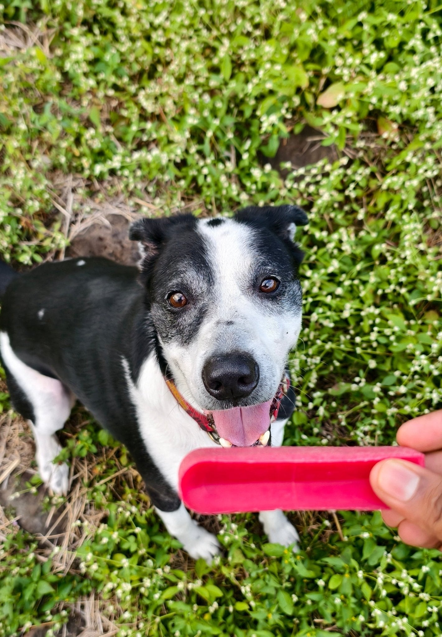 YAKLOG | Cranberry Flavor - Lickies Pet Munchies